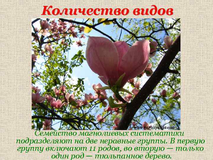 Количество видов Семейство магнолиевых систематики подразделяют на две неравные группы. В первую группу включают