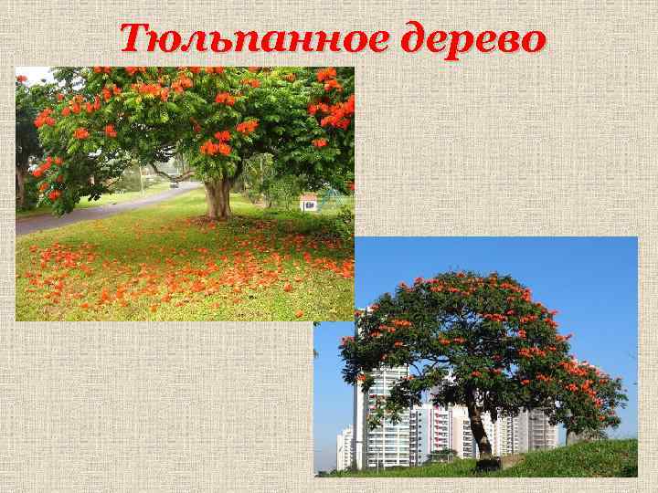 Тюльпанное дерево 