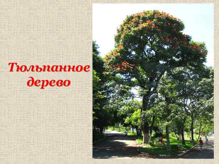 Тюльпанное дерево 