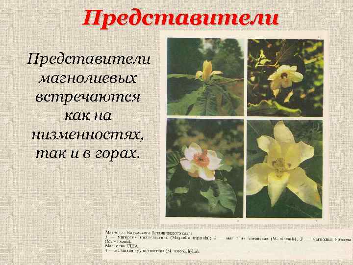 Представители магнолиевых встречаются как на низменностях, так и в горах. 