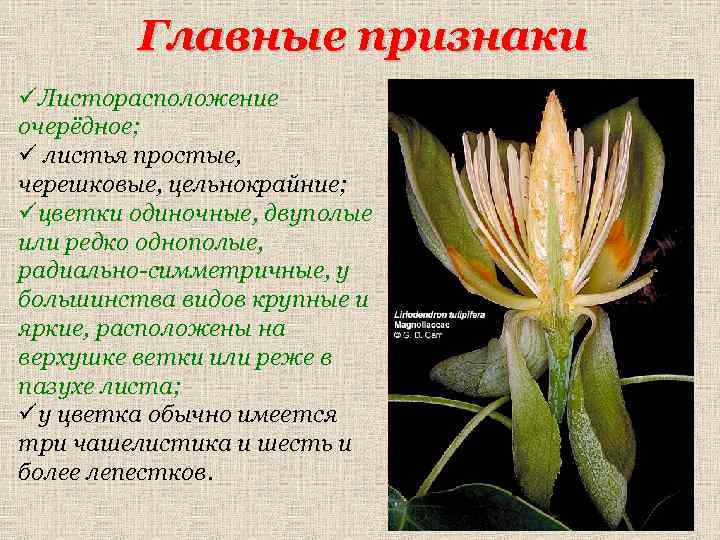 Главные признаки üЛисторасположение очерёдное; ü листья простые, черешковые, цельнокрайние; üцветки одиночные, двуполые или редко