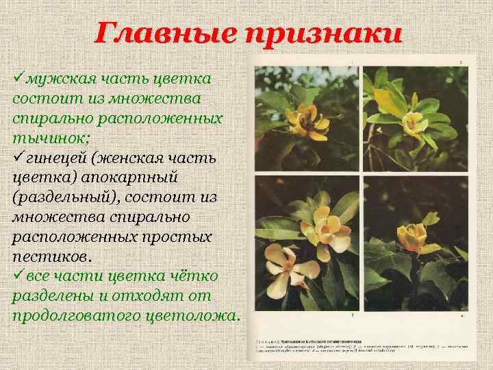 Главные признаки üмужская часть цветка состоит из множества спирально расположенных тычинок; üгинецей (женская часть