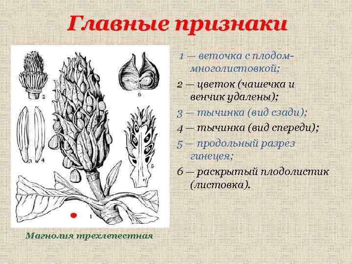 Главные признаки 1 — веточка с плодоммноголистовкой; 2 — цветок (чашечка и венчик удалены);