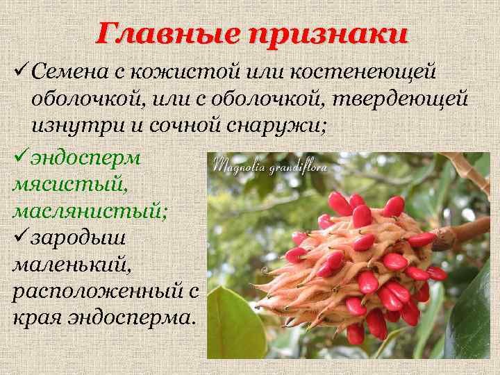 Главные признаки ü Семена с кожистой или костенеющей оболочкой, или с оболочкой, твердеющей изнутри