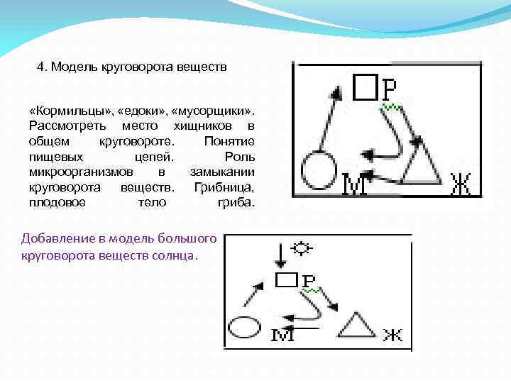 4. Модель круговорота веществ «Кормильцы» , «едоки» , «мусорщики» . Рассмотреть место хищников в
