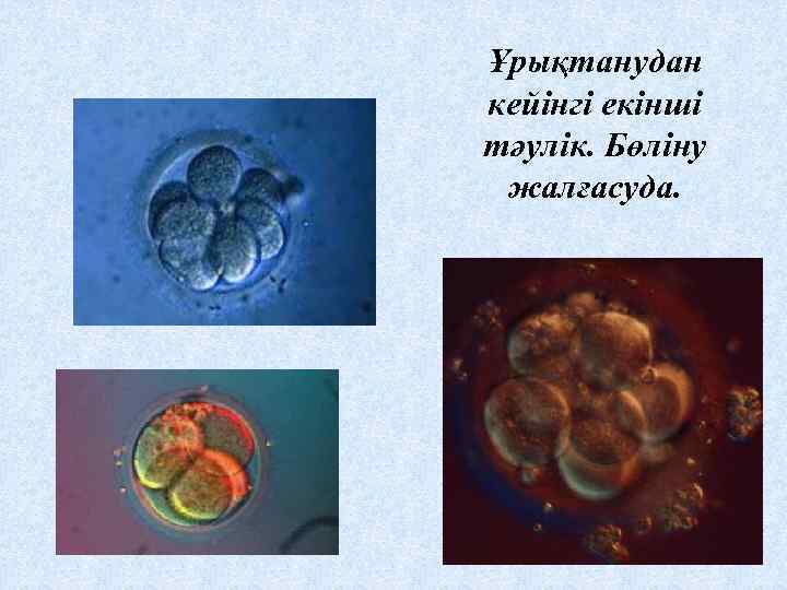 Ұрықтанудан кейінгі екінші тәулік. Бөліну жалғасуда. 