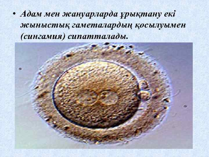  • Адам мен жануарларда ұрықтану екі жыныстық гаметалардың қосылуымен (сингамия) сипатталады. 