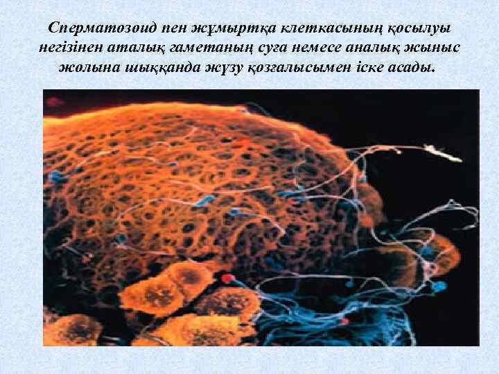 Сперматозоид пен жұмыртқа клеткасының қосылуы негізінен аталық гаметаның суға немесе аналық жыныс жолына шыққанда