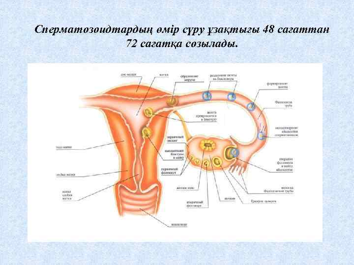 Сперматозоидтардың өмір сүру ұзақтығы 48 сағаттан 72 сағатқа созылады. 