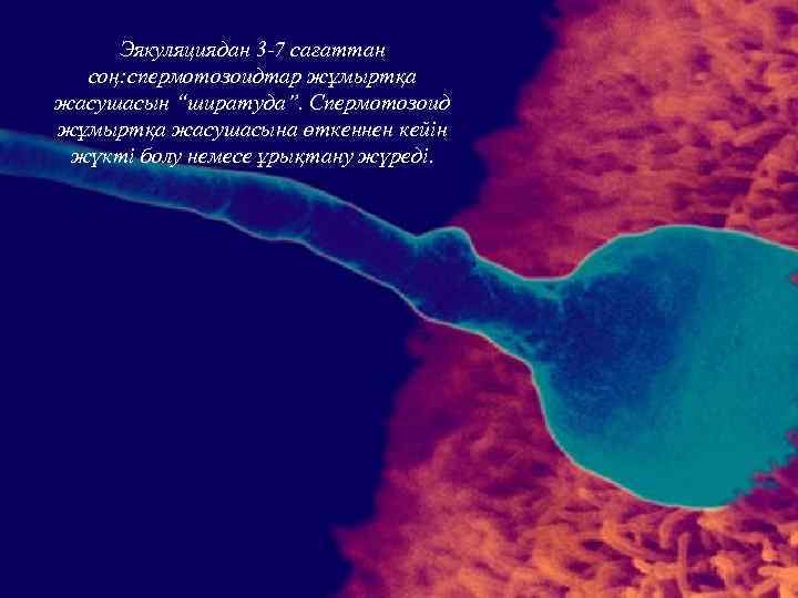 Эякуляциядан 3 -7 сағаттан соң: спермотозоидтар жұмыртқа жасушасын “ширатуда”. Спермотозоид жұмыртқа жасушасына өткеннен кейін