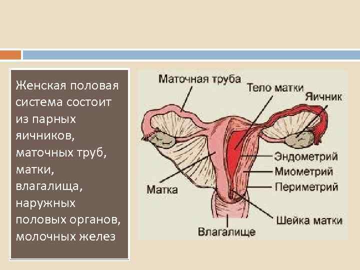 Женская половая система состоит из парных яичников, маточных труб, матки, влагалища, наружных половых органов,