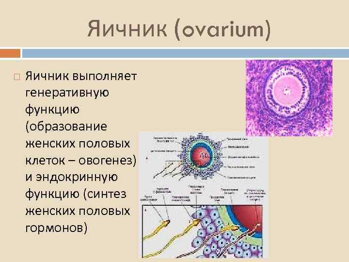 Яичник (ovarium) Яичник выполняет генеративную функцию (образование женских половых клеток – овогенез) и эндокринную