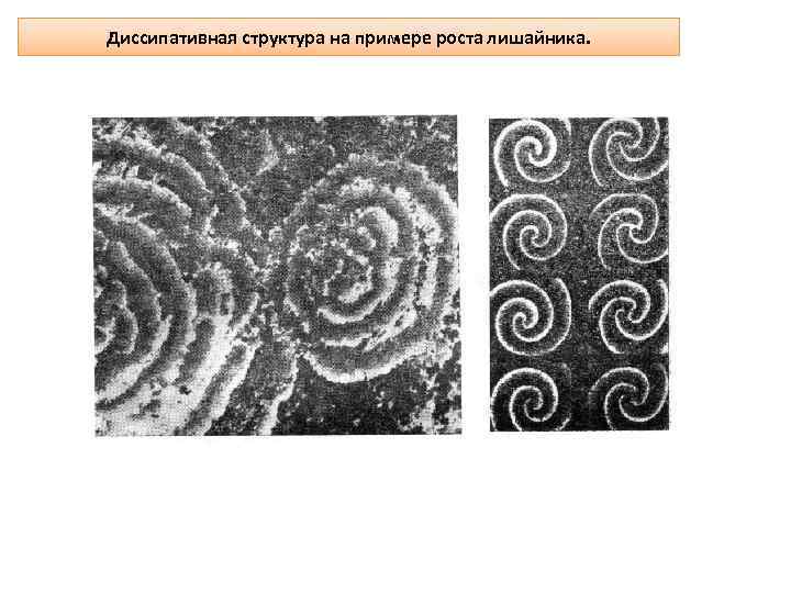 Диссипативная структура на примере роста лишайника. 