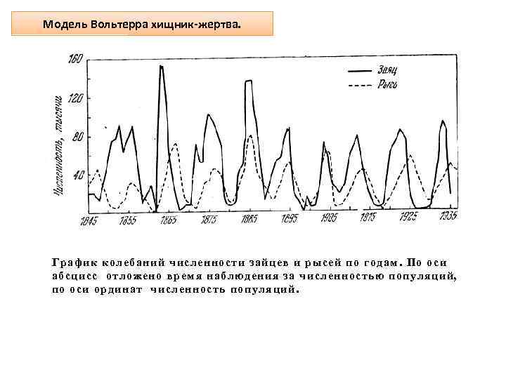 Модель Вольтерра хищник-жертва. График колебаний численности зайцев и рысей по годам. По оси абсцисс