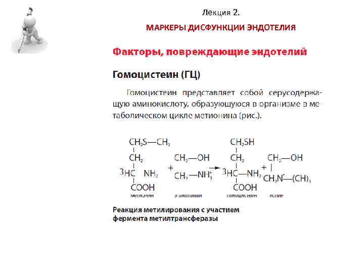 Лекция 2. МАРКЕРЫ ДИСФУНКЦИИ ЭНДОТЕЛИЯ 