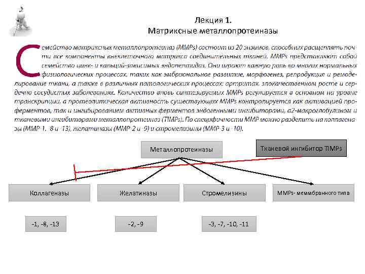 Лекция 1. Матриксные металлопротеиназы Металлопротеиназы Коллагеназы -1, -8, -13 Желатиназы -2, -9 Стромелизины -3,