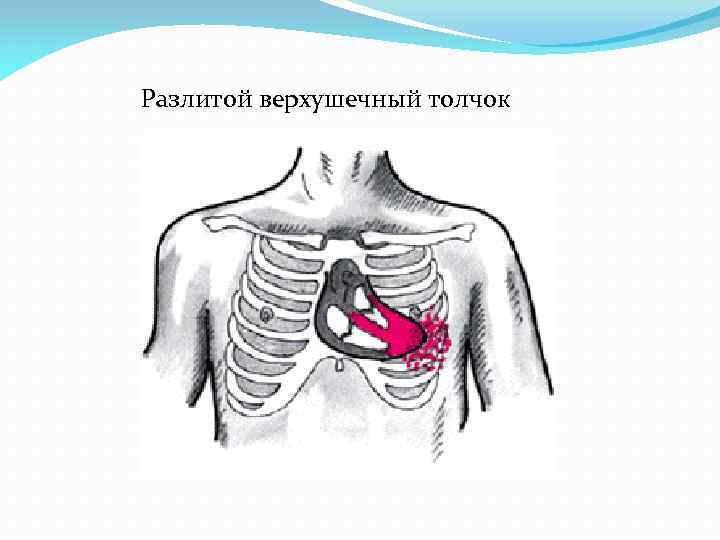 Свойства верхушечного толчка