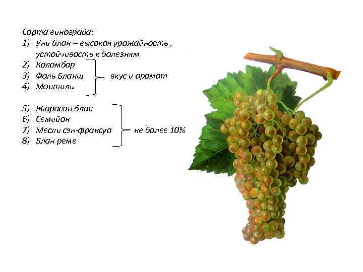 Сорта винограда: 1) Уни блан – высокая урожайность , устойчивость к болезням 2) Коломбар