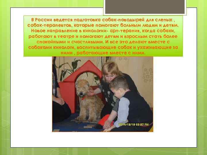 В России ведется подготовка собак-поводырей для слепых , собак-терапевтов, которые помогают больным людям и