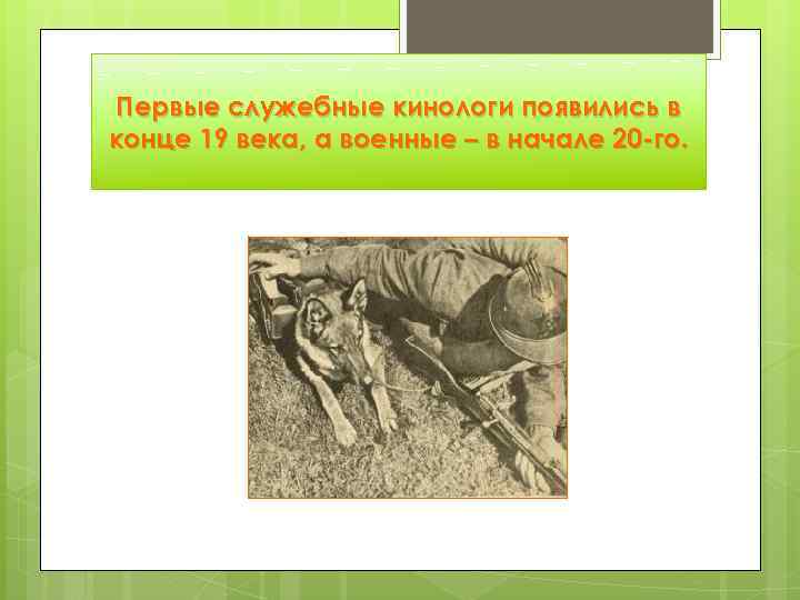 Первые служебные кинологи появились в конце 19 века, а военные – в начале 20