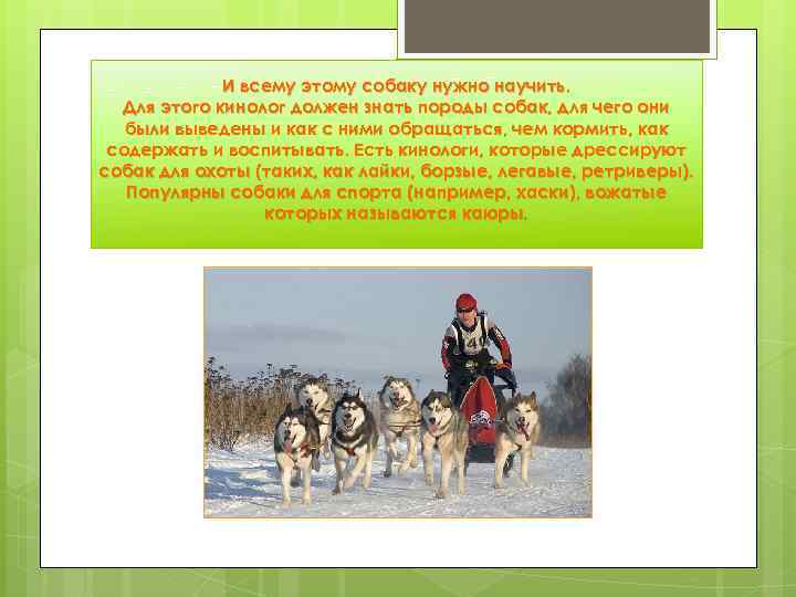 И всему этому собаку нужно научить. Для этого кинолог должен знать породы собак, для