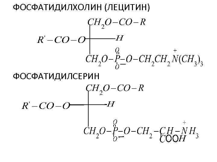 ФОСФАТИДИЛХОЛИН (ЛЕЦИТИН) ФОСФАТИДИЛСЕРИН 