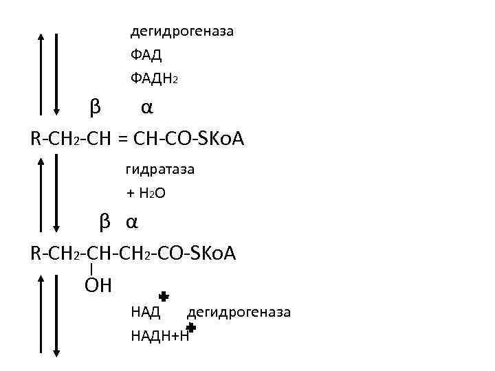 дегидрогеназа ФАДН 2 β α R-CH 2 -CH = CH-CO-SKo. A гидратаза + H