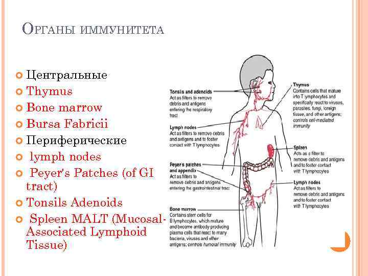 ОРГАНЫ ИММУНИТЕТА Центральные Thymus Bone marrow Bursa Fabricii Периферические lymph nodes Peyer's Patches (of