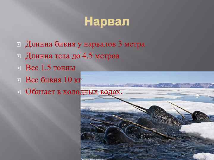  Длинна бивня у нарвалов 3 метра Длинна тела до 4. 5 метров Вес