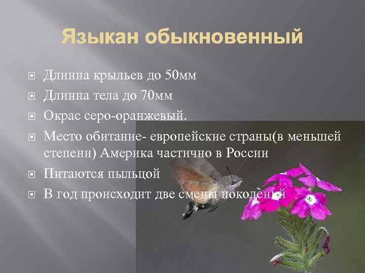  Длинна крыльев до 50 мм Длинна тела до 70 мм Окрас серо-оранжевый. Место