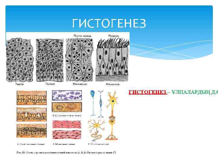 Гистогенез и органогенез рисунок