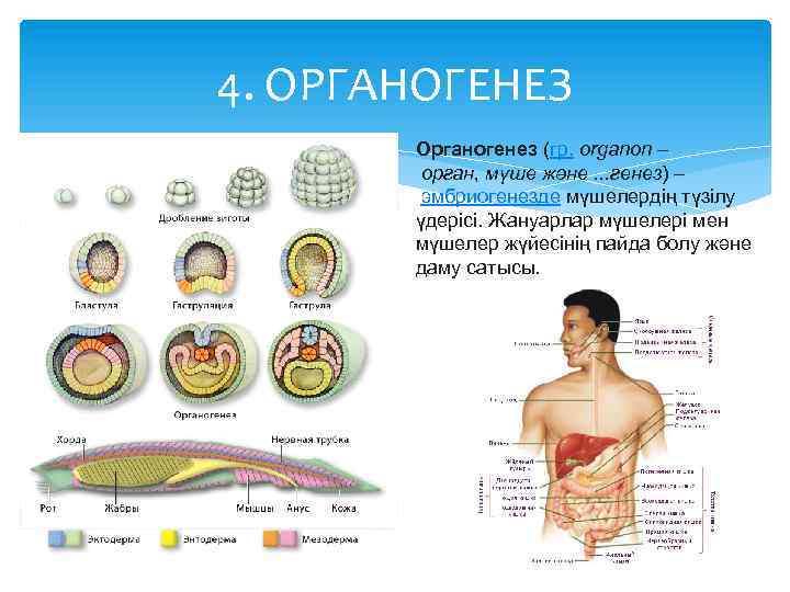 Онтогенез сатылары презентация