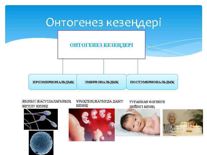 Онтогенез сатылары презентация