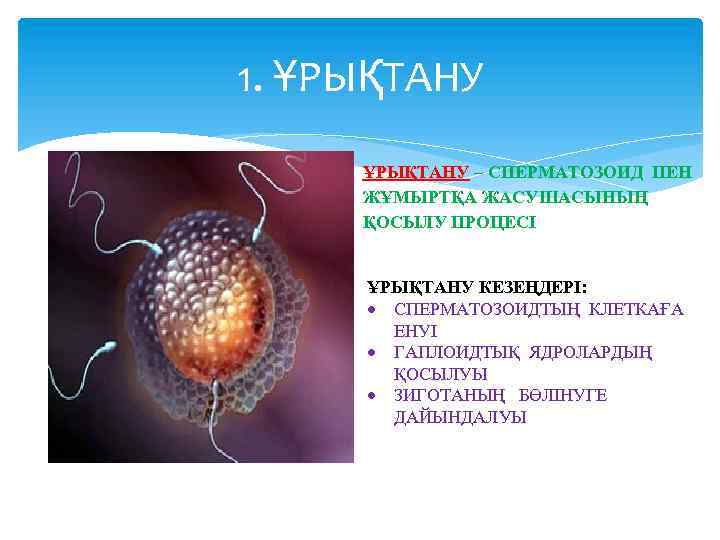 1. ҰРЫҚТАНУ – СПЕРМАТОЗОИД ПЕН ЖҰМЫРТҚА ЖАСУШАСЫНЫҢ ҚОСЫЛУ ПРОЦЕСІ ҰРЫҚТАНУ КЕЗЕҢДЕРІ: СПЕРМАТОЗОИДТЫҢ КЛЕТКАҒА ЕНУІ