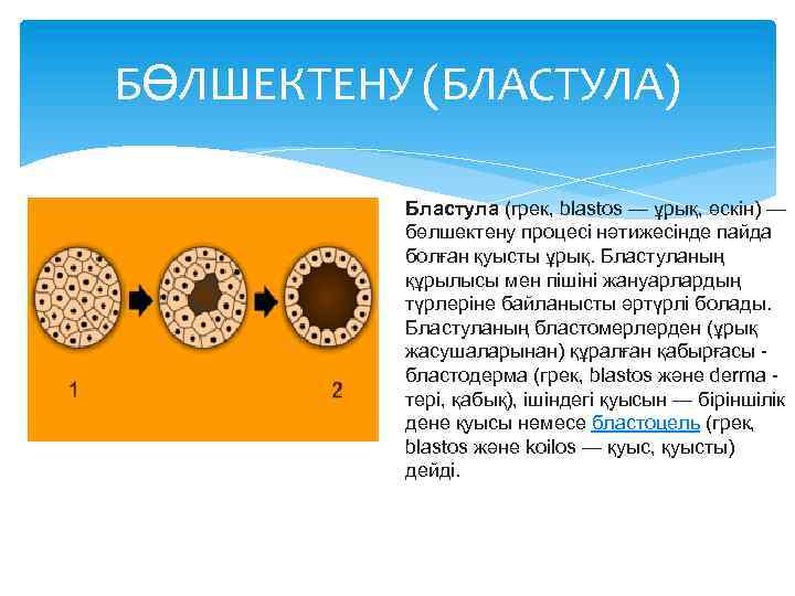 Формирование бластулы