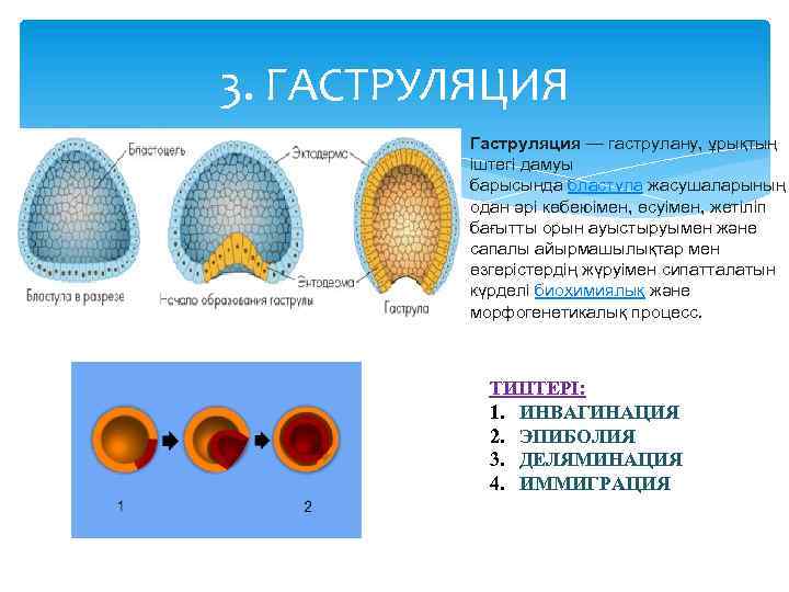 Эмбрионалдық даму кезеңдері бластула гаструла нейрула