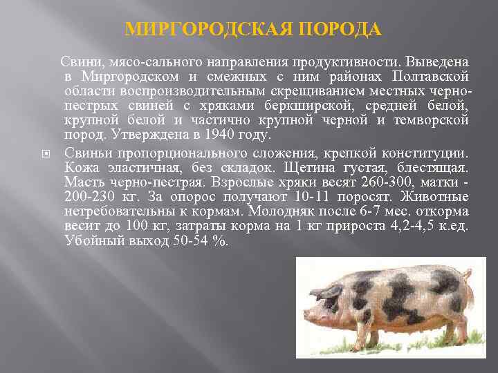 Направление пород свиней. Свиноводство породы свиней сальные. Породы свиней мясные беконные сальные. Мясо сальные породы свиней характеристика. Сальные породы свиней характеристика.