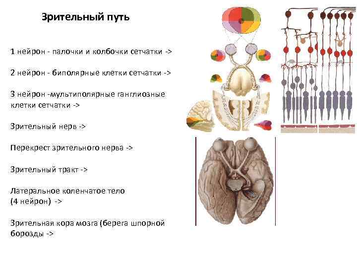 Зрительный путь 1 нейрон - палочки и колбочки сетчатки -> 2 нейрон - биполярные