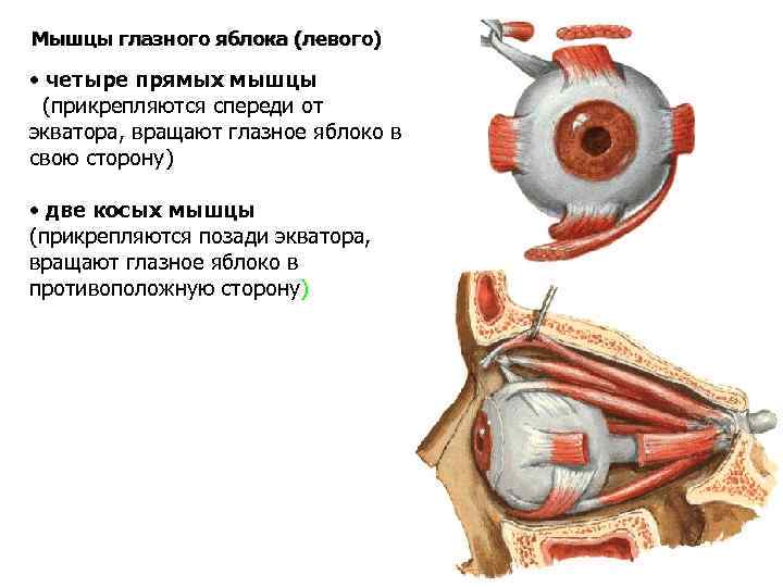 Мышцы глазного яблока (левого) • четыре прямых мышцы (прикрепляются спереди от экватора, вращают глазное