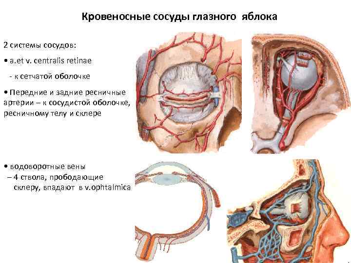Кровеносные сосуды глазного яблока 2 системы сосудов: • а. et v. centralis retinae -