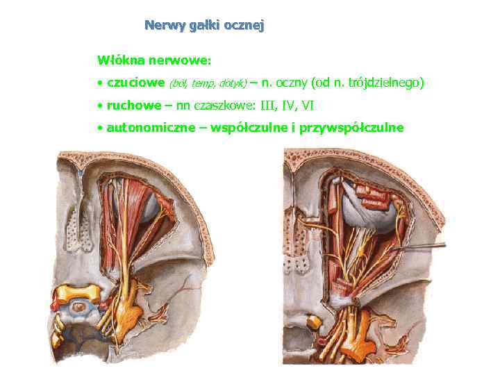 Nerwy gałki ocznej Włókna nerwowe: • czuciowe (ból, temp, dotyk) – n. oczny (od