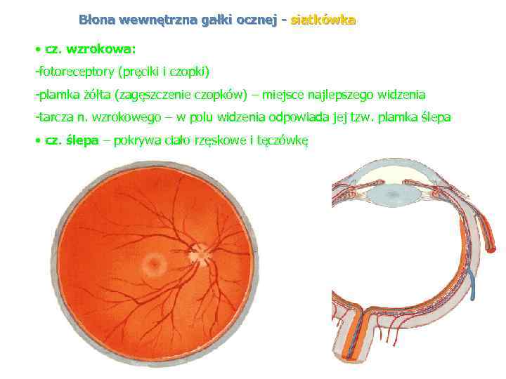 Błona wewnętrzna gałki ocznej - siatkówka • cz. wzrokowa: -fotoreceptory (pręciki i czopki) -plamka