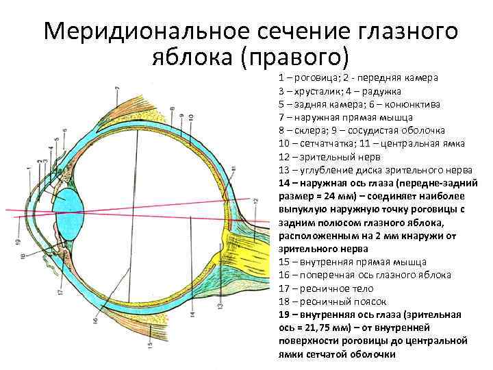 Меридиональное сечение глазного яблока (правого) 1 – роговица; 2 - передняя камера 3 –