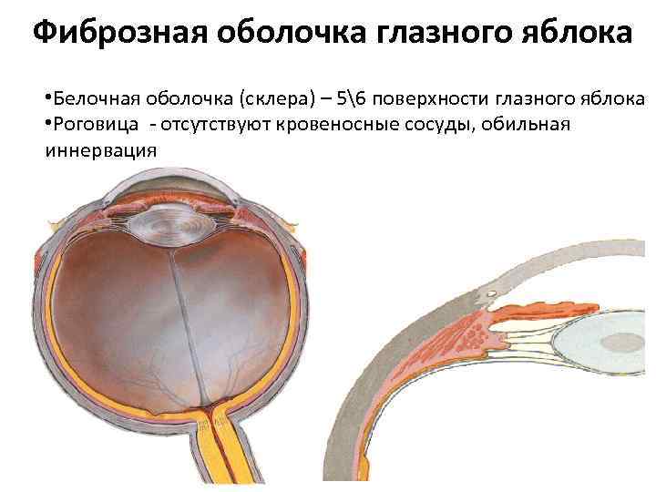Фиброзная оболочка глазного яблока • Белочная оболочка (склера) – 56 поверхности глазного яблока •