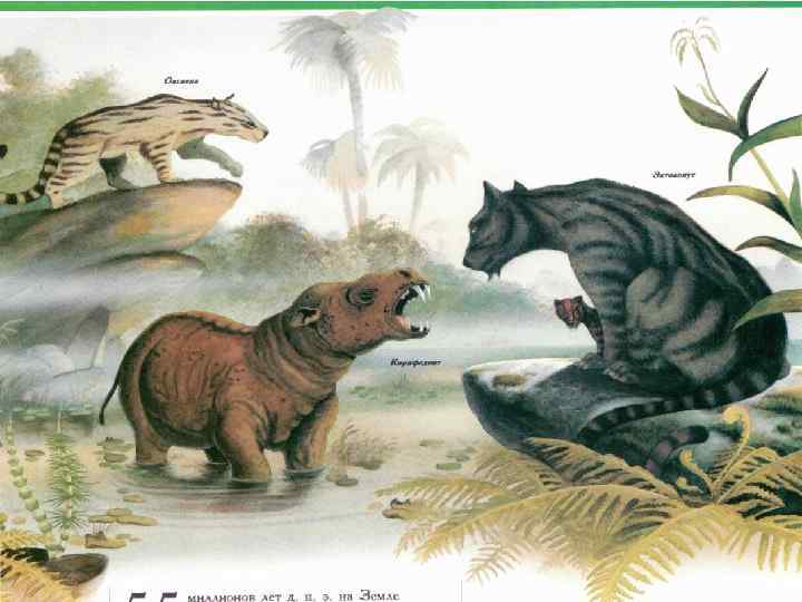 Климат В палеогене климат был ровным тропическим. Практически вся Европа была покрыта вечнозелёными тропическими