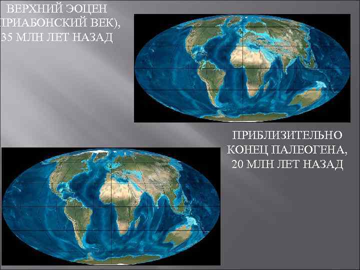 ВЕРХНИЙ ЭОЦЕН ПРИАБОНСКИЙ ВЕК), 35 МЛН ЛЕТ НАЗАД ПРИБЛИЗИТЕЛЬНО КОНЕЦ ПАЛЕОГЕНА, 20 МЛН ЛЕТ