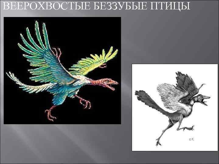 Предками птиц считают. Веерохвостые беззубые птицы. Веерохвостые беззубые птицы палеоген. Веерохвостые птицы мелового периода. Ящерохвостые и веерохвостые это птицы.