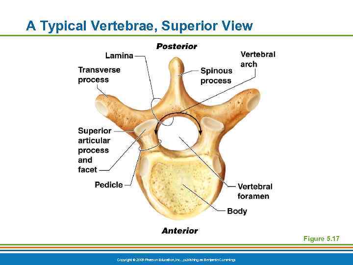 A Typical Vertebrae, Superior View Figure 5. 17 Copyright © 2009 Pearson Education, Inc.