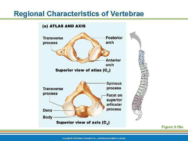 Regional Characteristics of Vertebrae Figure 5. 18 a Copyright © 2009 Pearson Education, Inc.