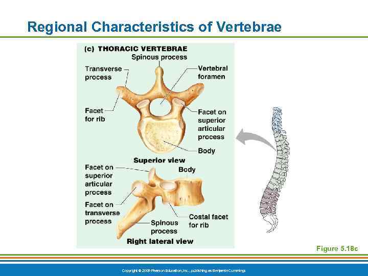 Regional Characteristics of Vertebrae Figure 5. 18 c Copyright © 2009 Pearson Education, Inc.